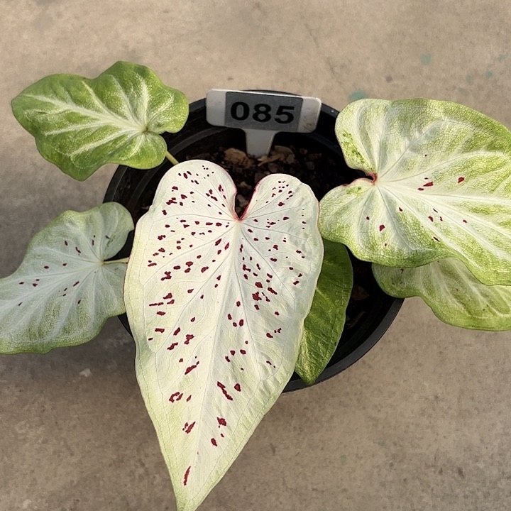 85-0219一千颗星星彩叶芋广东现货