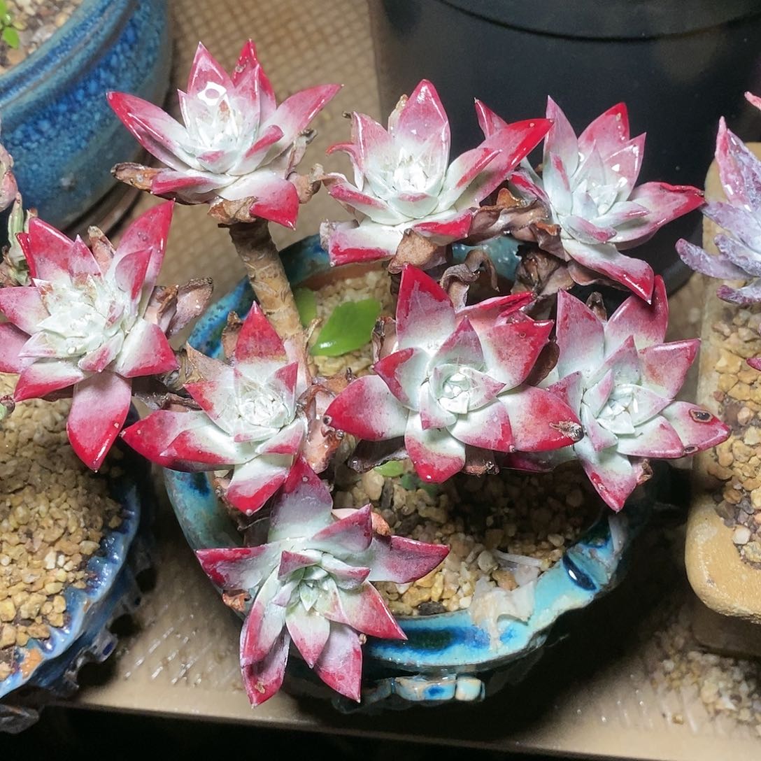 【闪购商品】耕**惑流丹白豪苹果叶多肉2270