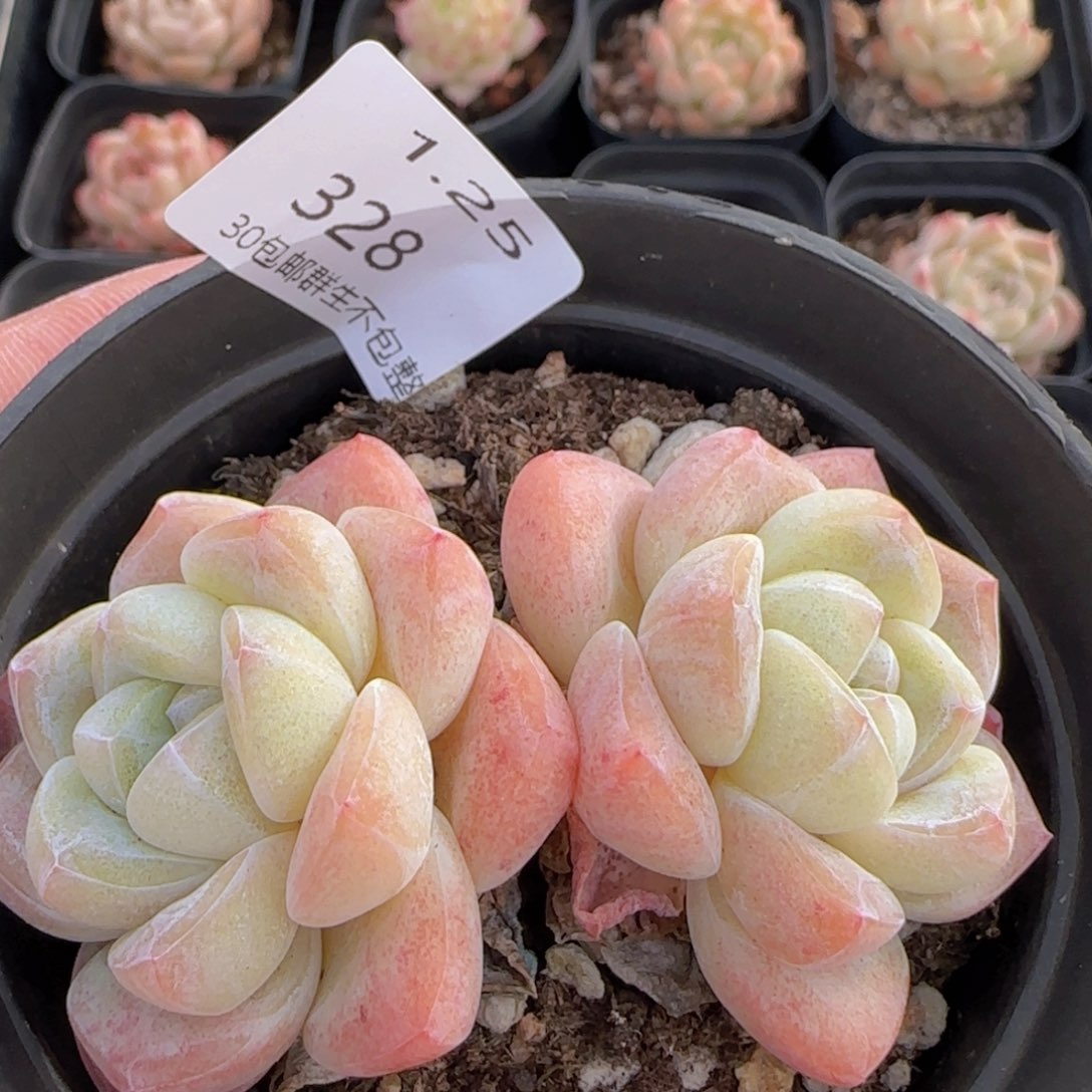 双头老桩冰玉一颗脱土