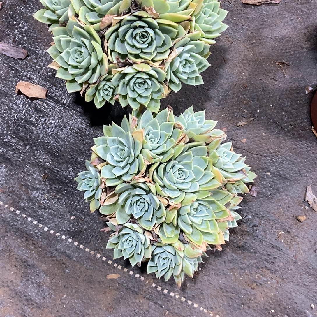 红***菜三色锦2盆定向多肉植物