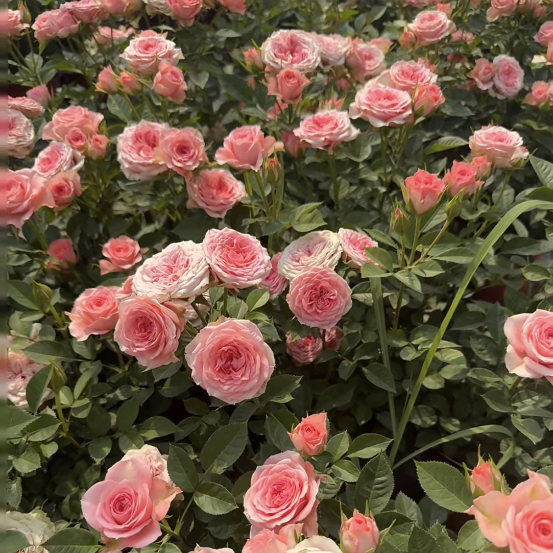 【仙度瑞拉】180大盆粉色多头庭院阳台四季开花月季玫瑰花盆栽绿植