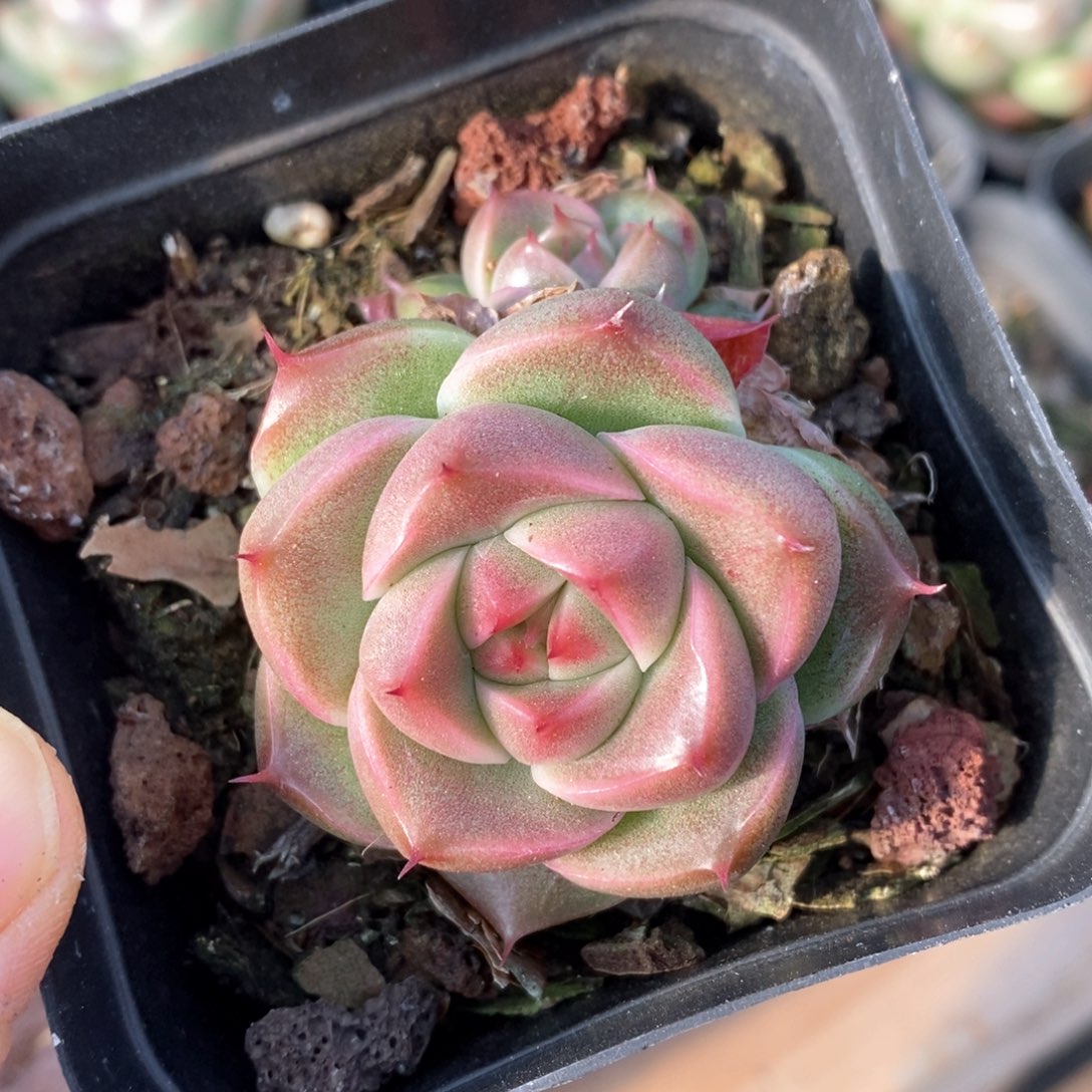 精品多肉一物一拍57