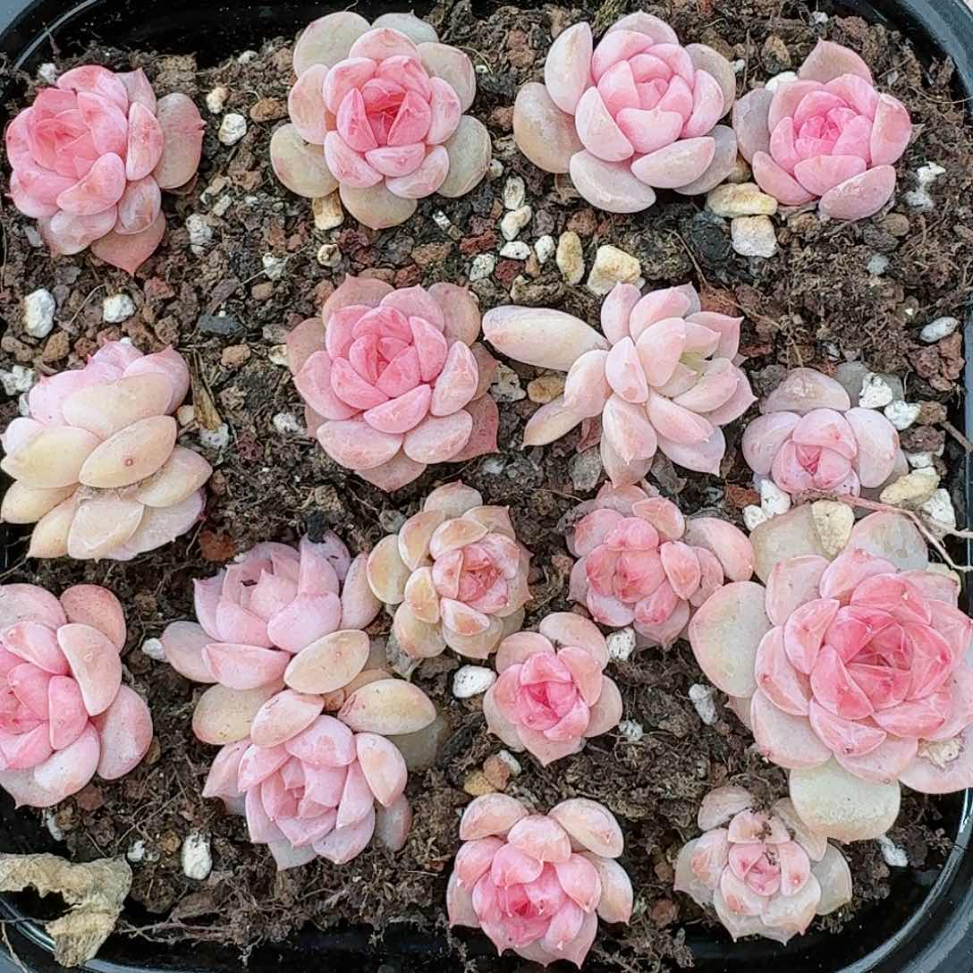 杂交新品珍妮多肉9