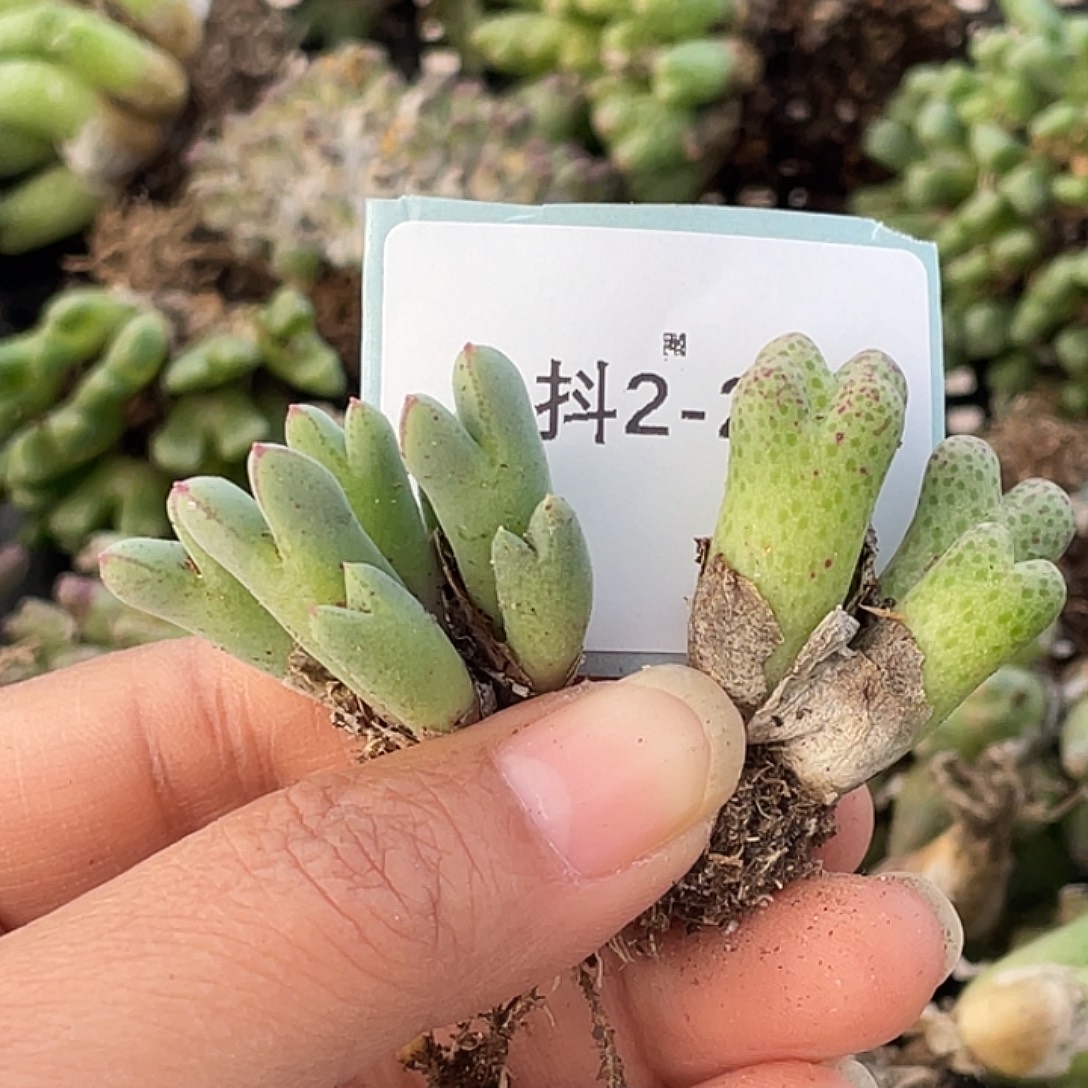 山***82-28肉锥多肉植物