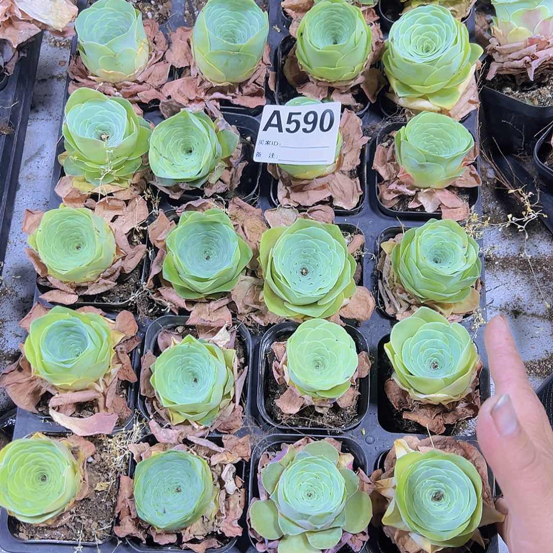 590老酒杯3个19包邮