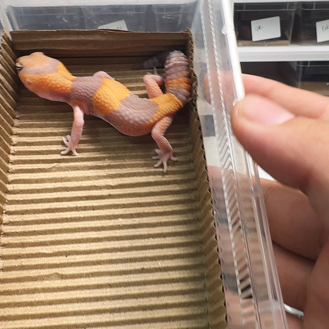 肥尾守宫高红橘白崽市场价388