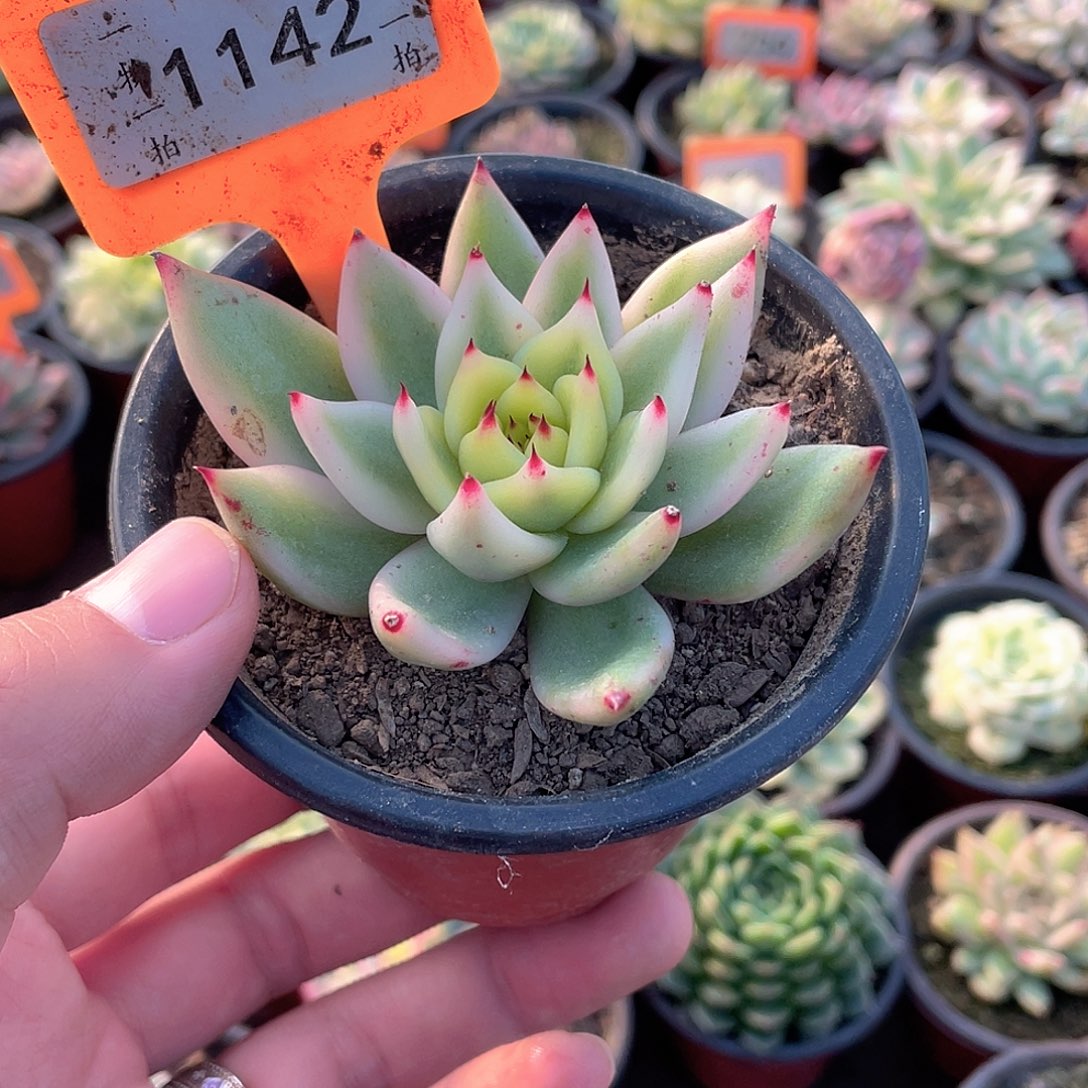 P****1142号多肉植物盆栽
