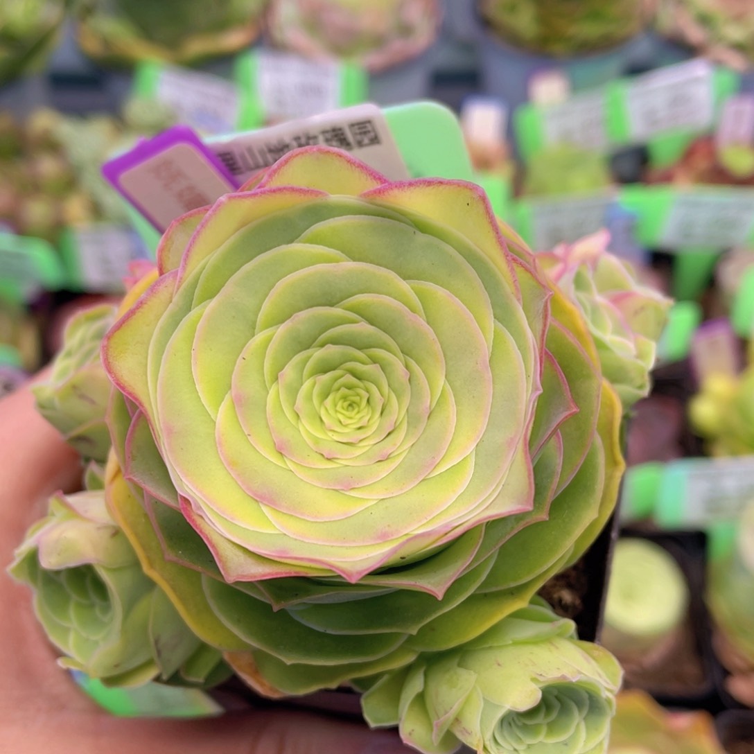 妩媚娘多肉J219一物一拍