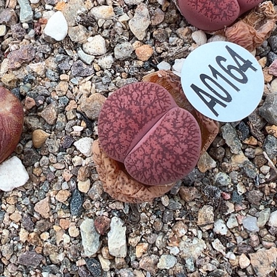 0164.酒红一步111111111