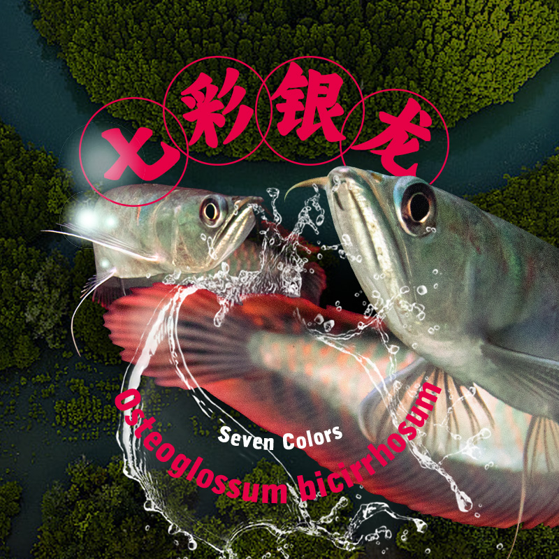 七彩龙鱼活体苗紫嫣银龙热带淡水观赏鱼七彩银龙中大型红龙金龙鱼