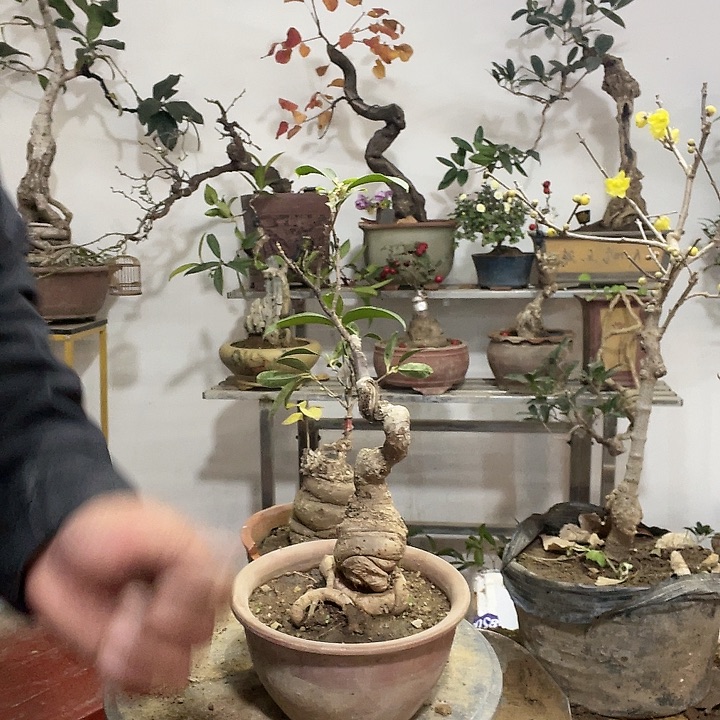 完全开放桂花盆景