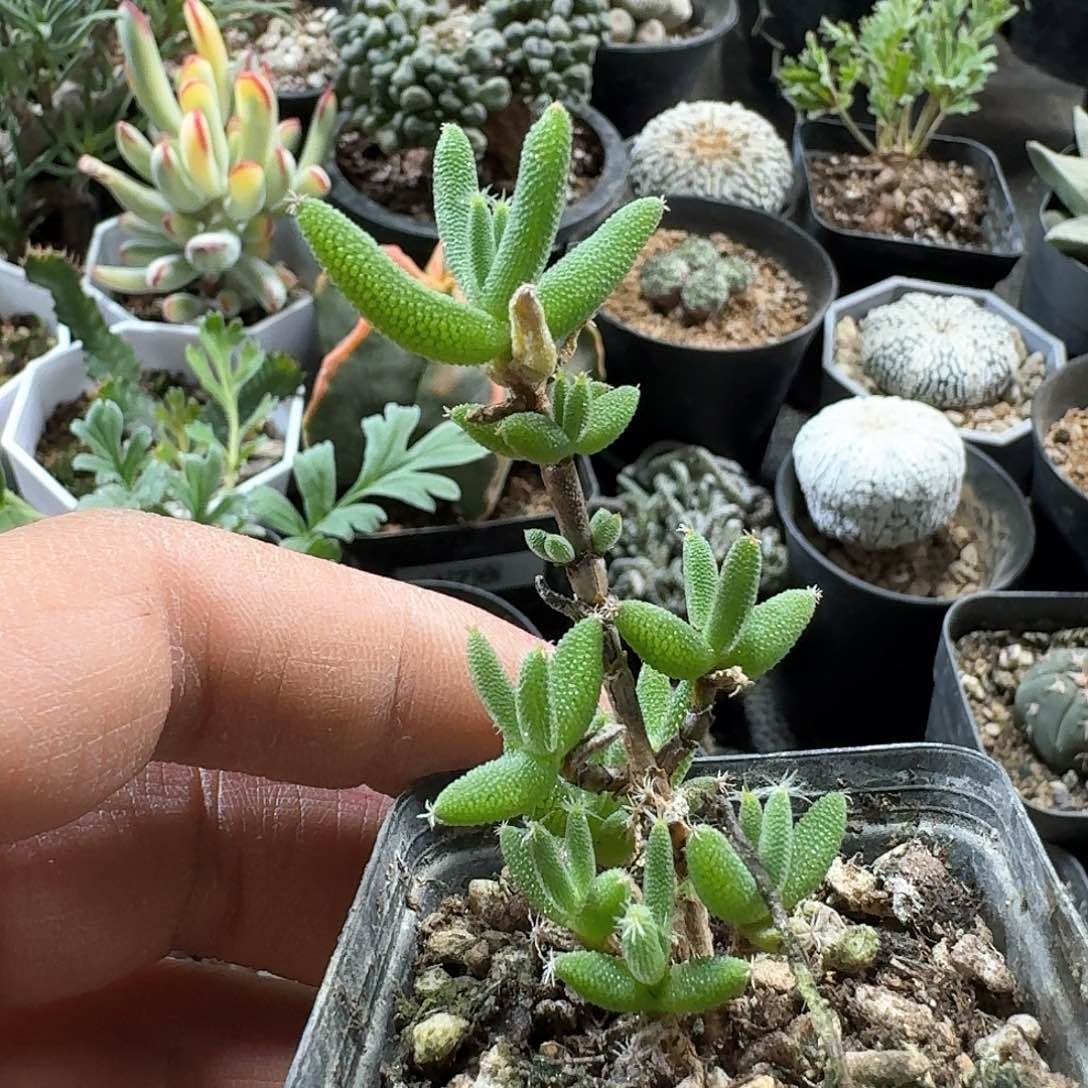 29玉米枝干脱土发货