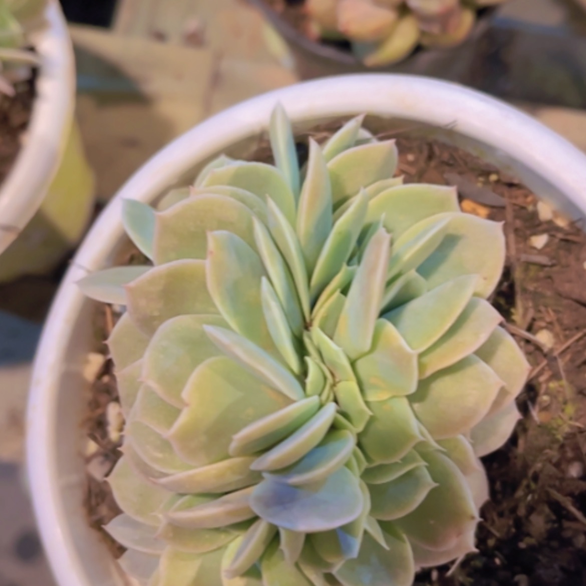 【闪购商品】星纳塔缀16287