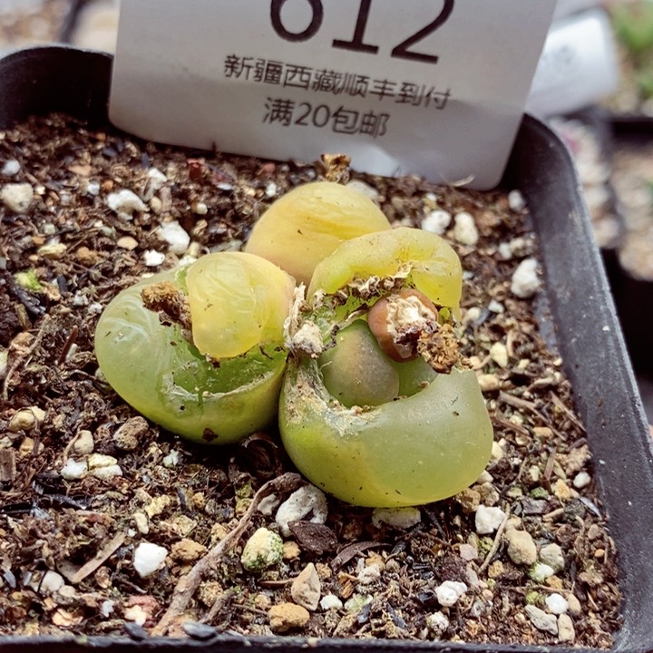 我的小姐姐们都是我612