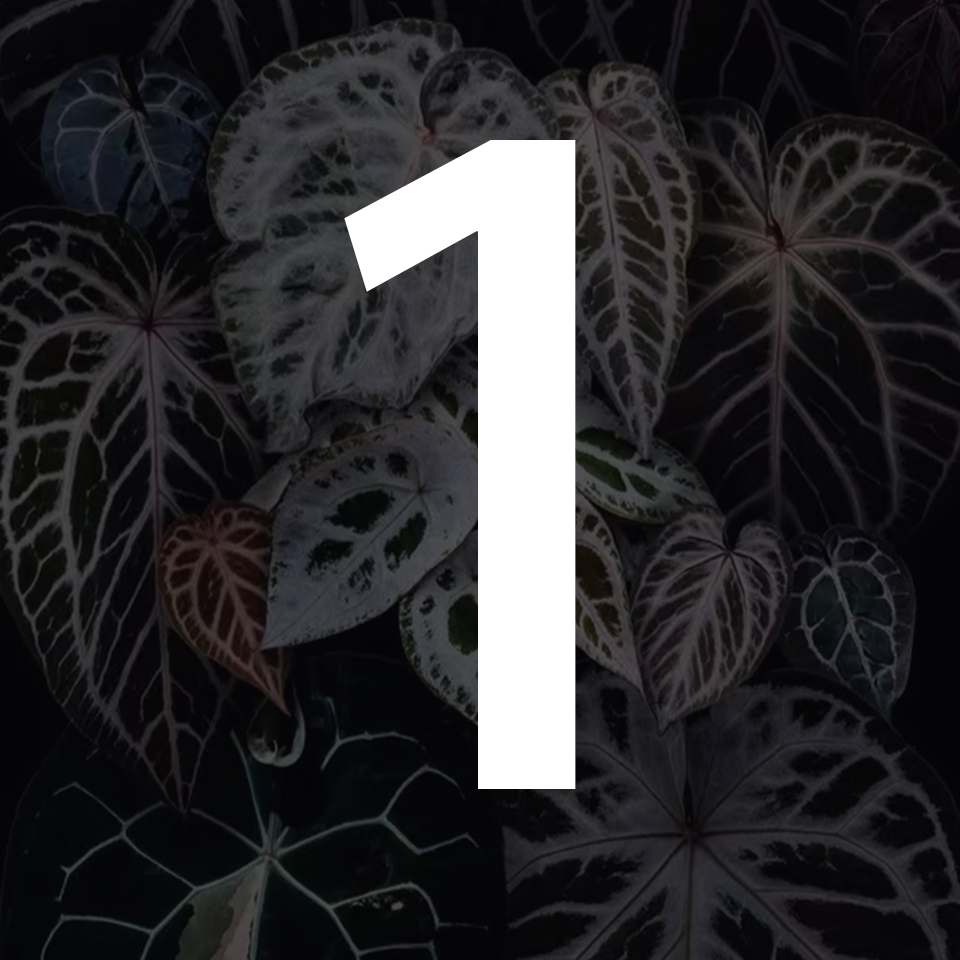 一物一拍天南星科室内观叶植物0℃以下勿拍0-15℃请拍保温