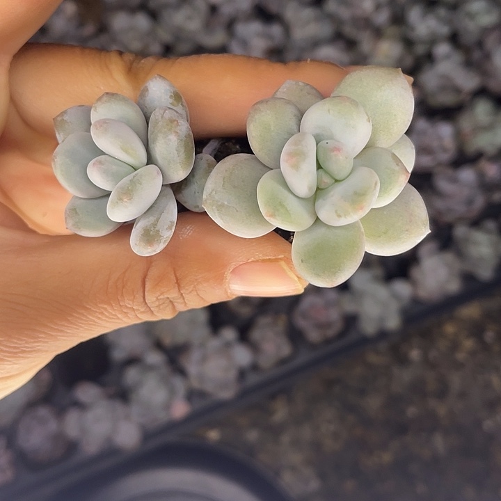 奶豆发5颗满18包邮