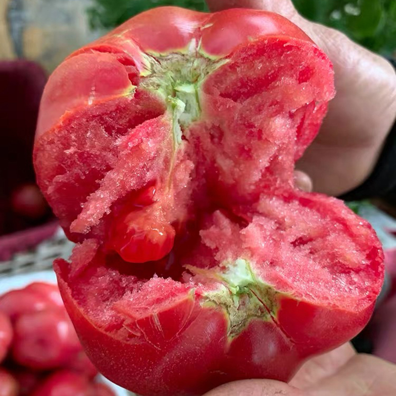 （鲜果）四川露天新鲜沙瓤西红柿水果番茄酸甜多汁可生吃