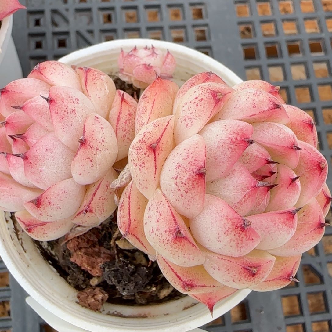 花语逸镜0215-408