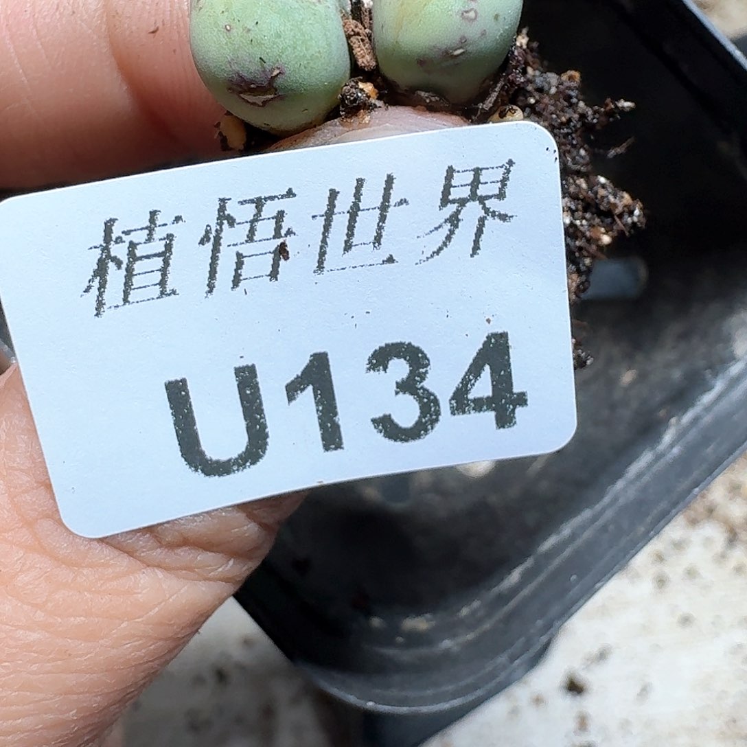 134号多肉植物哇cv