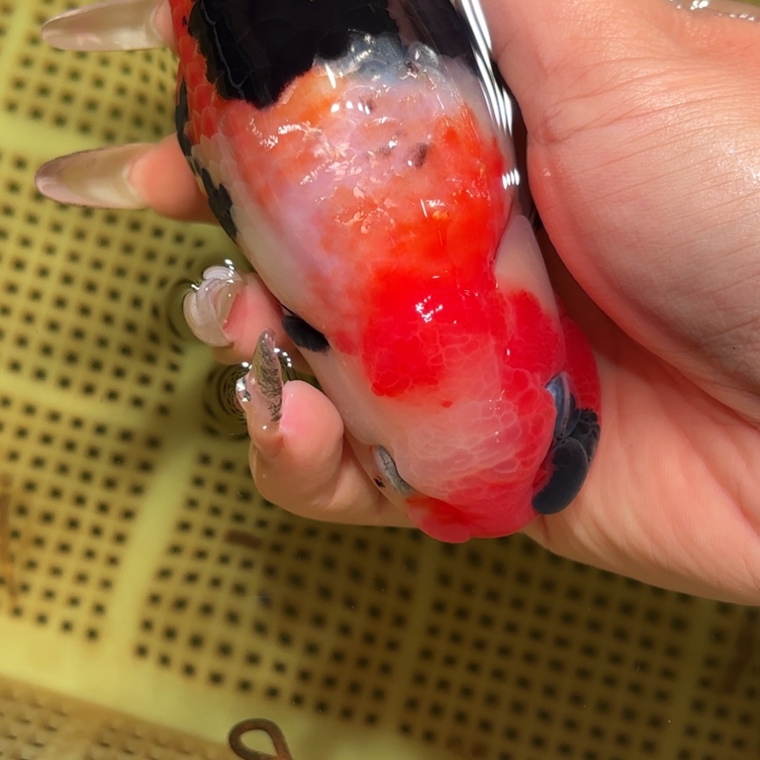 C****金鱼不拍包装运费到付，拍包装包邮