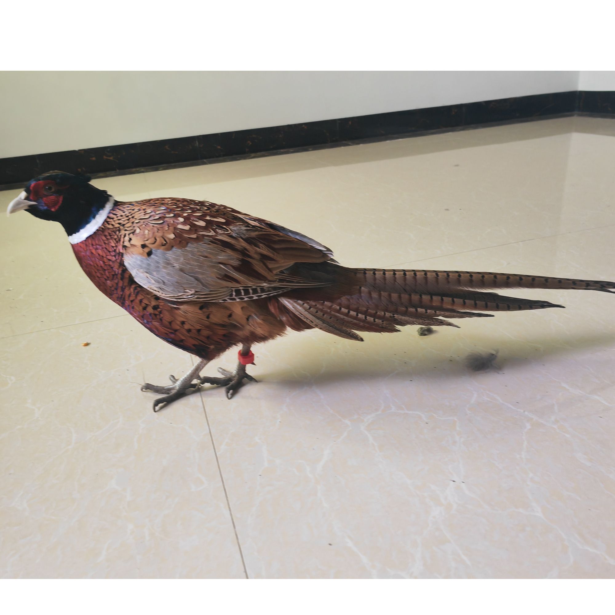 宠物鸡  两只  公鸡