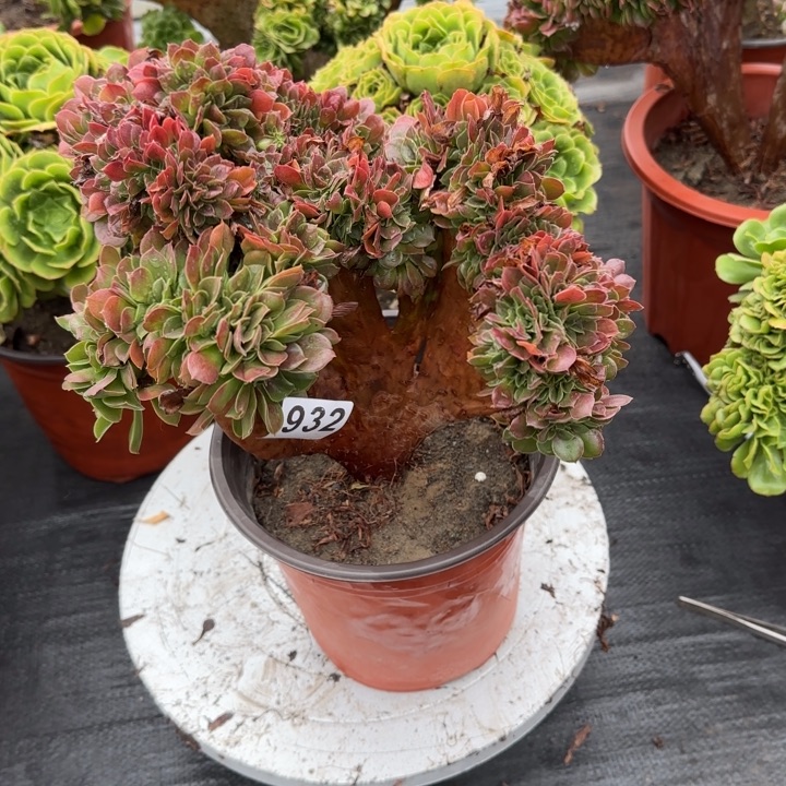 杨***姐多肉植物玫瑰缀932