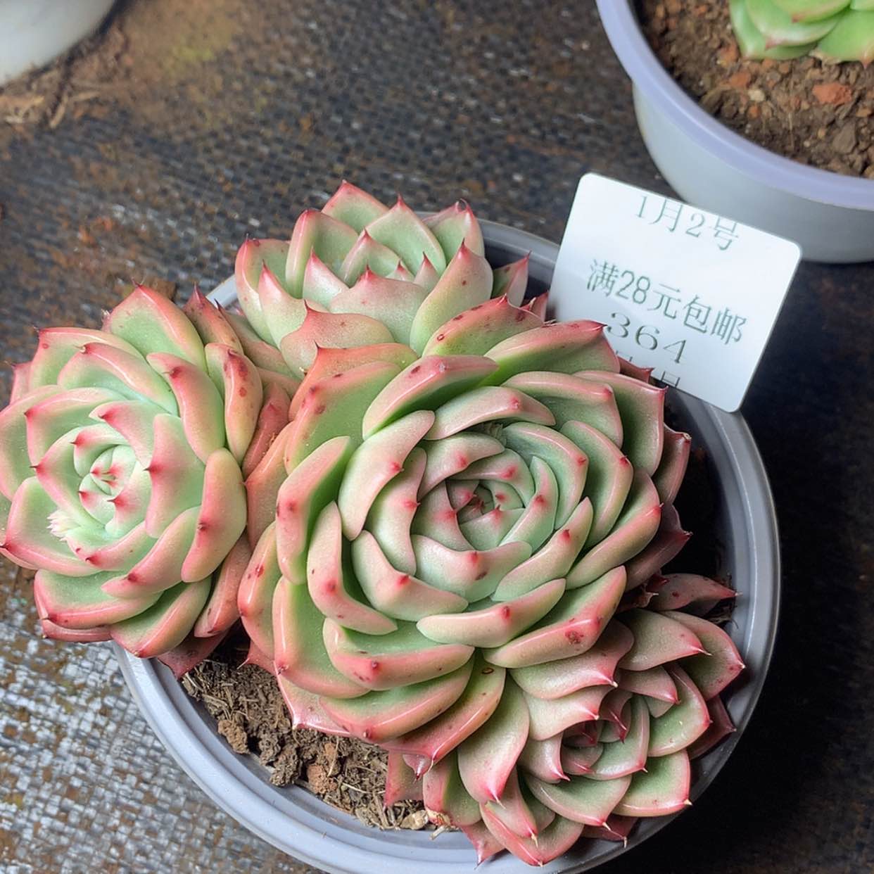 【闪购商品】云364号