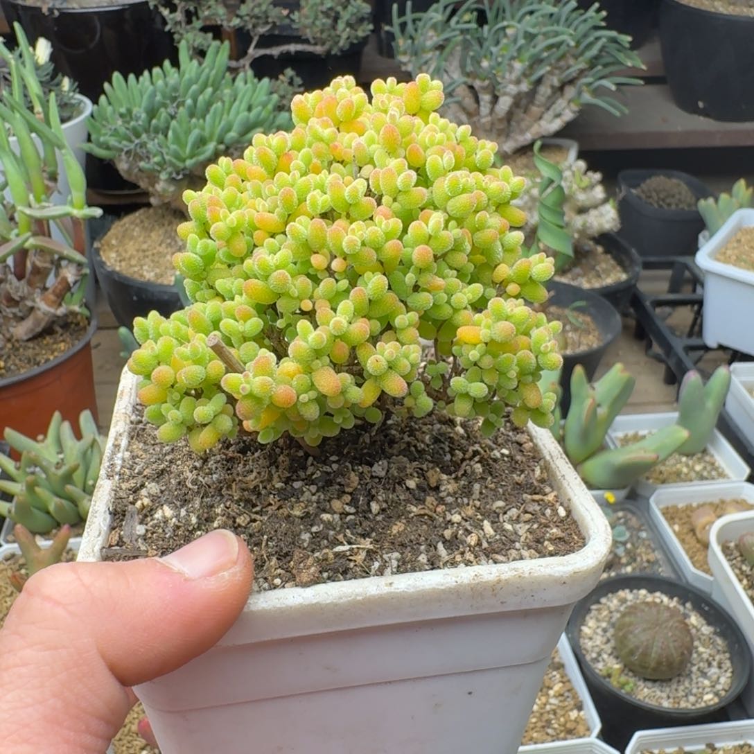 金桔糖球多肉。        