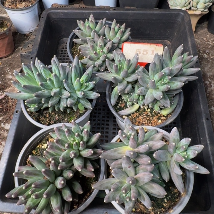 551多肉植物一物一拍