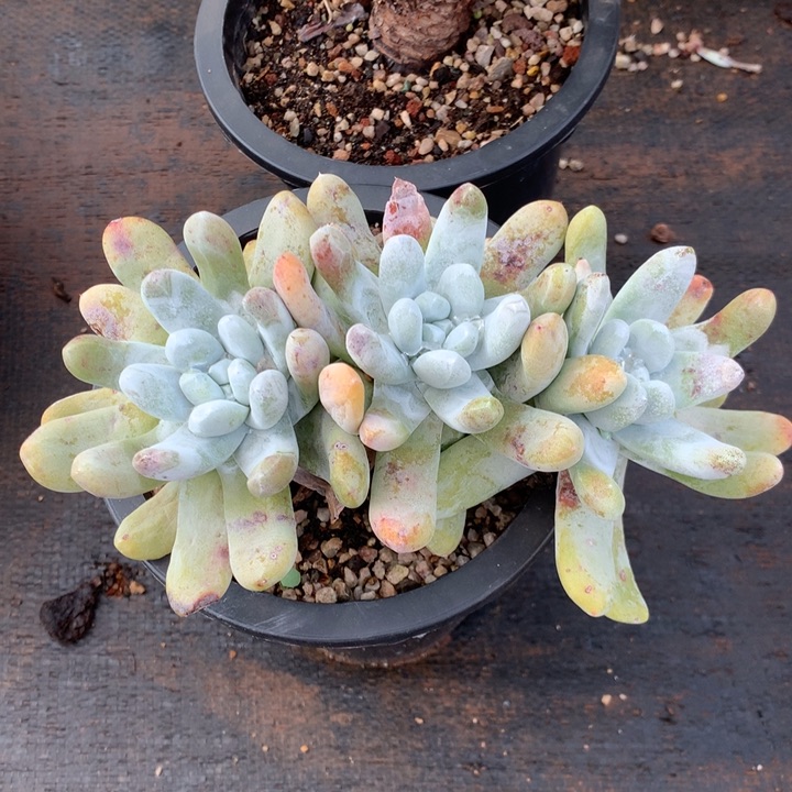 三头高桩拇指，2月8日发货