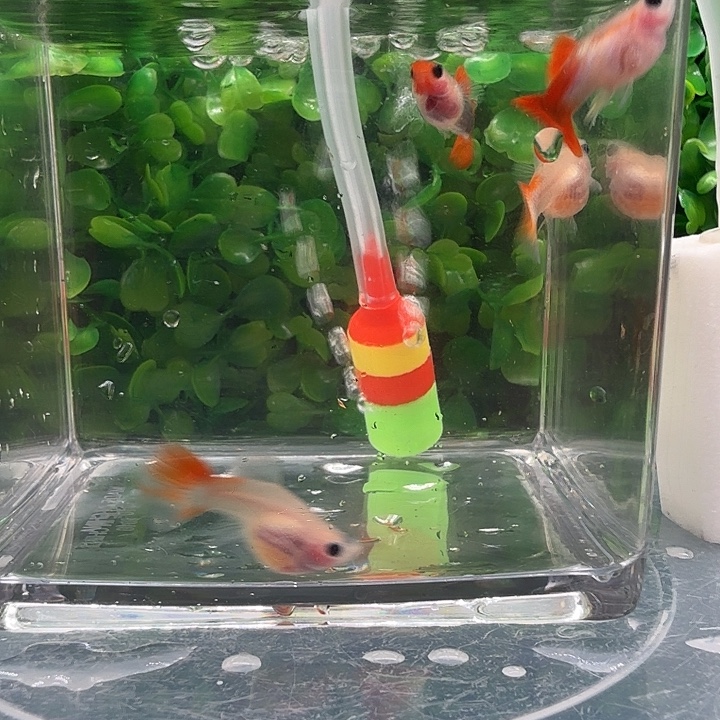 孔雀鱼红礼服玻璃猫球2对小亚成