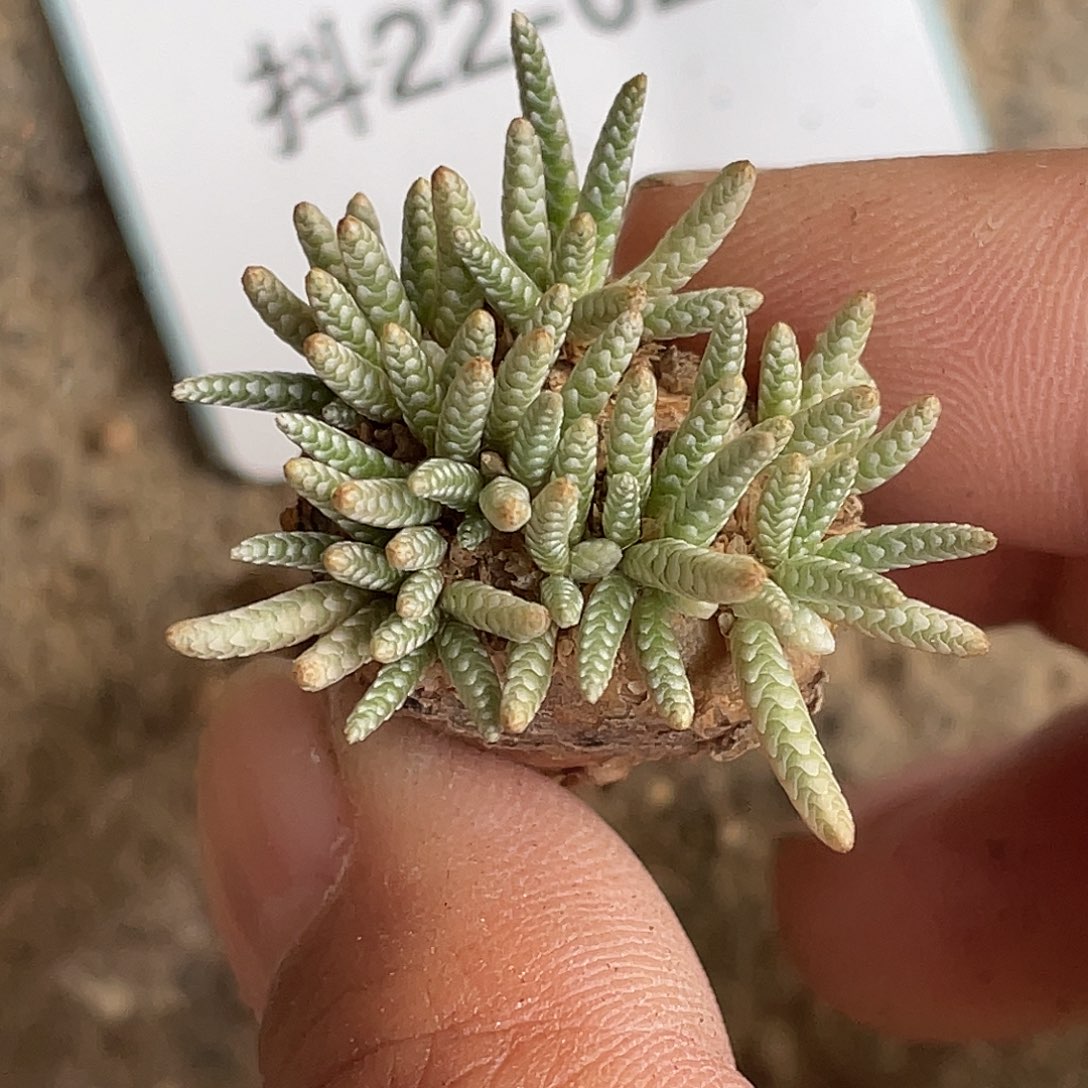 22-24肉锥多肉植物