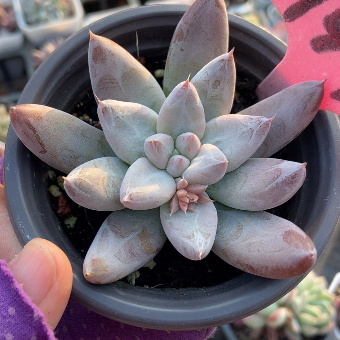 144杜里万多肉植物