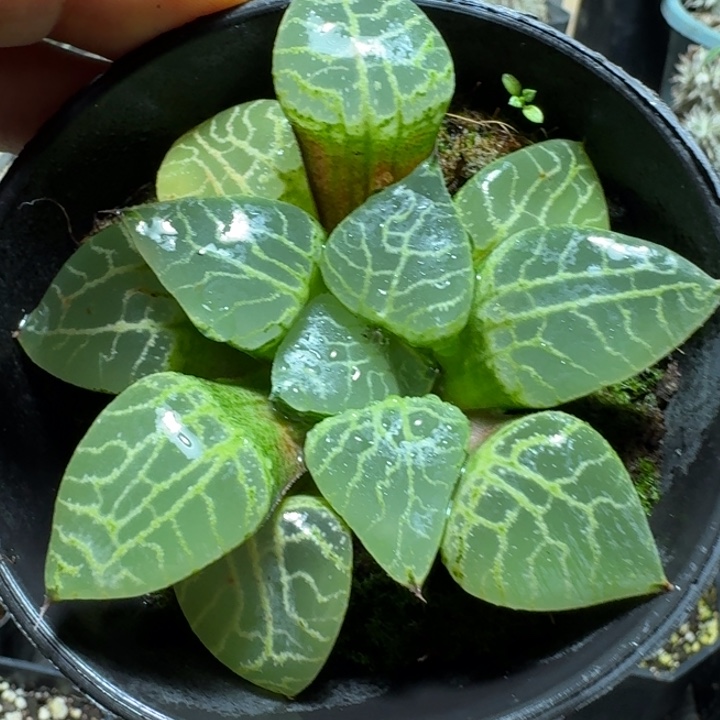 658水晶康平101带盆发货