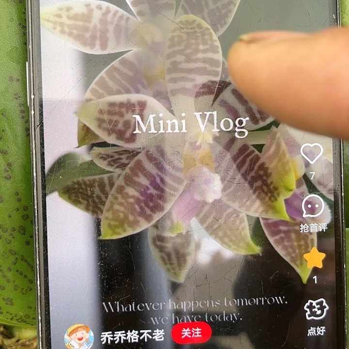 当前无花栽培后可以开花蓝柯柠1.7带剑