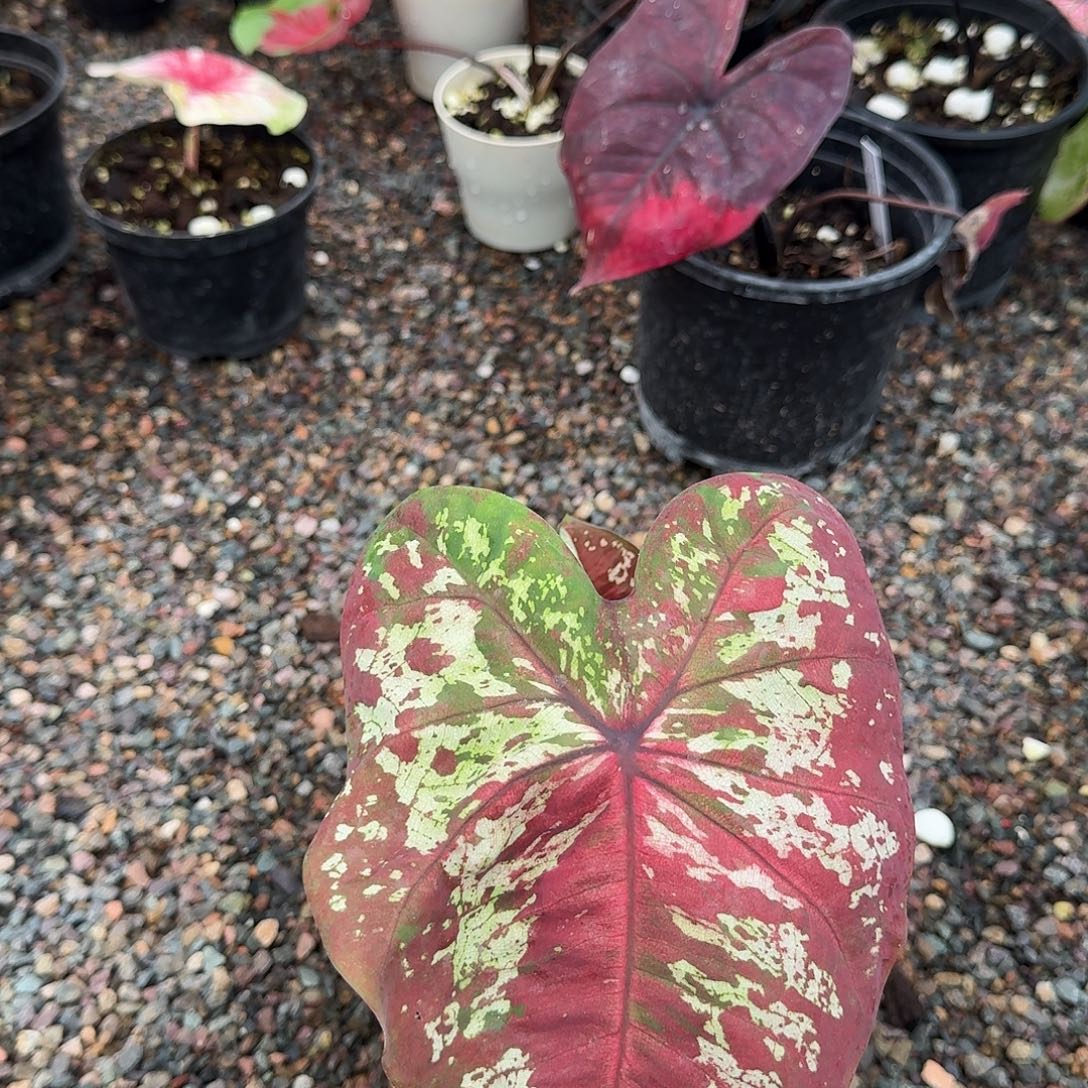 完全开放Q256花脸海王