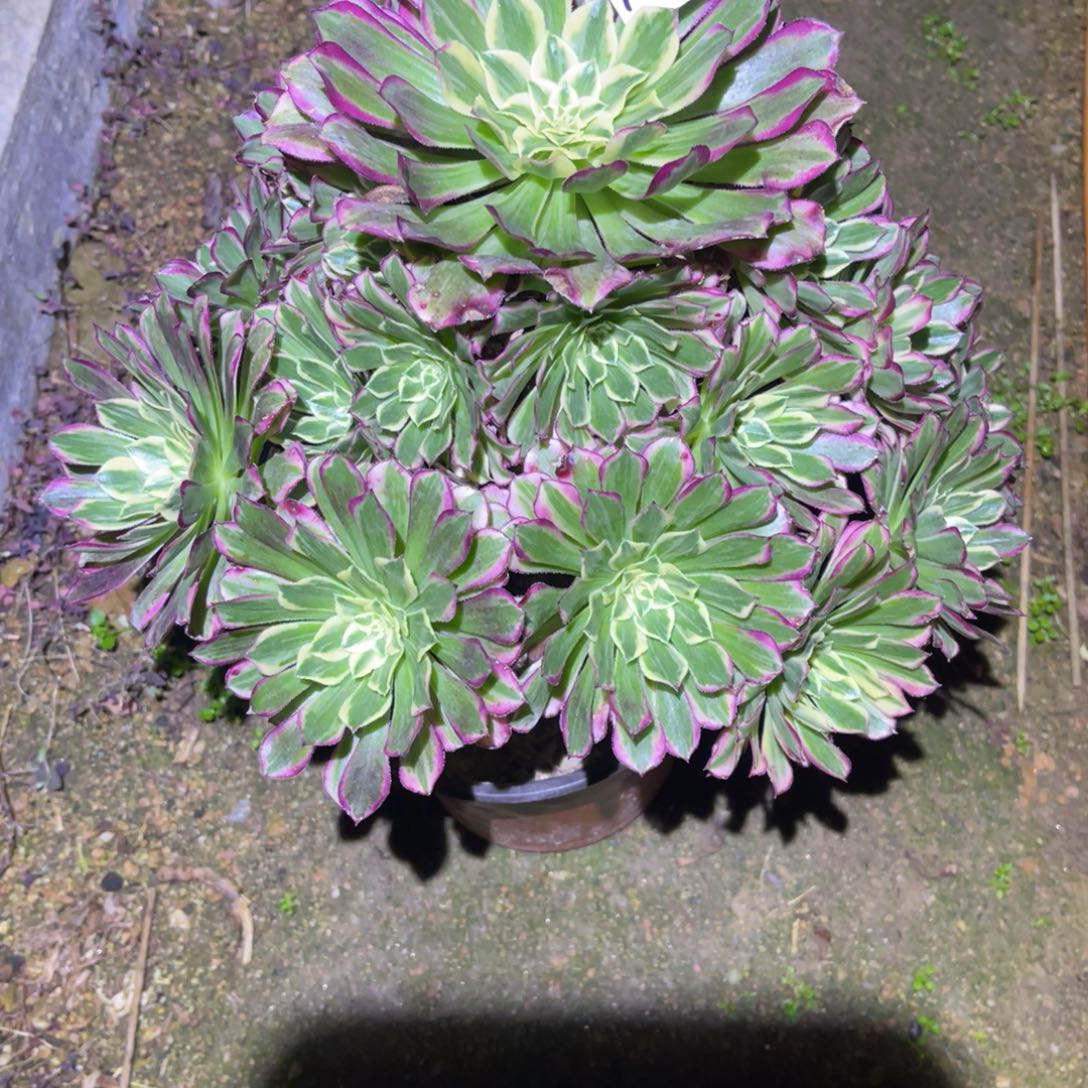 12-12-55天和杆子妖