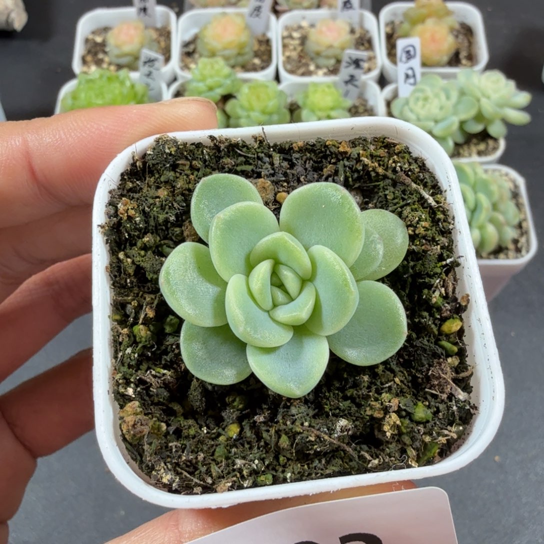 变***婆圆月财富一物一拍193