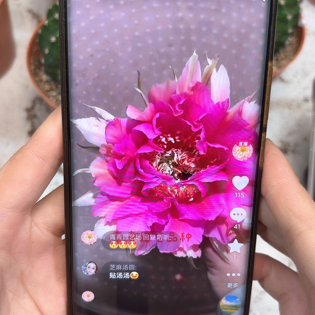 金刚桃花洛7公分左右