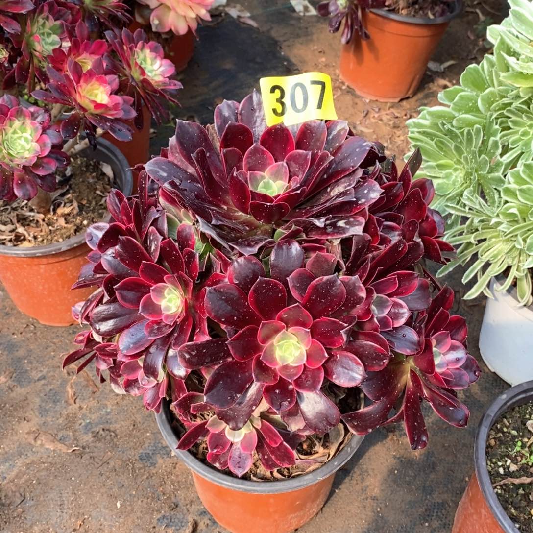 金丝雀多肉法师307