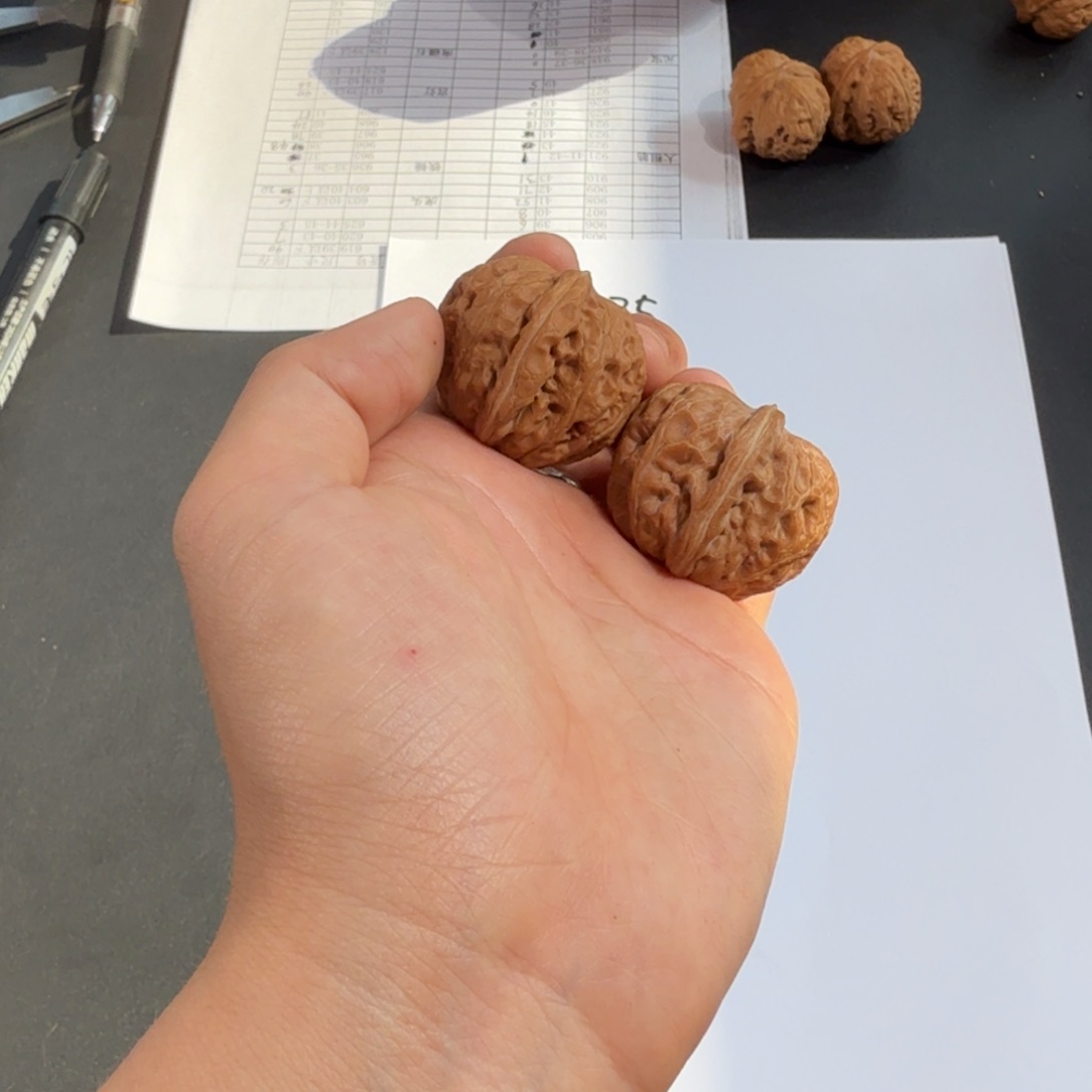 文玩核桃把件33-35全品元宝