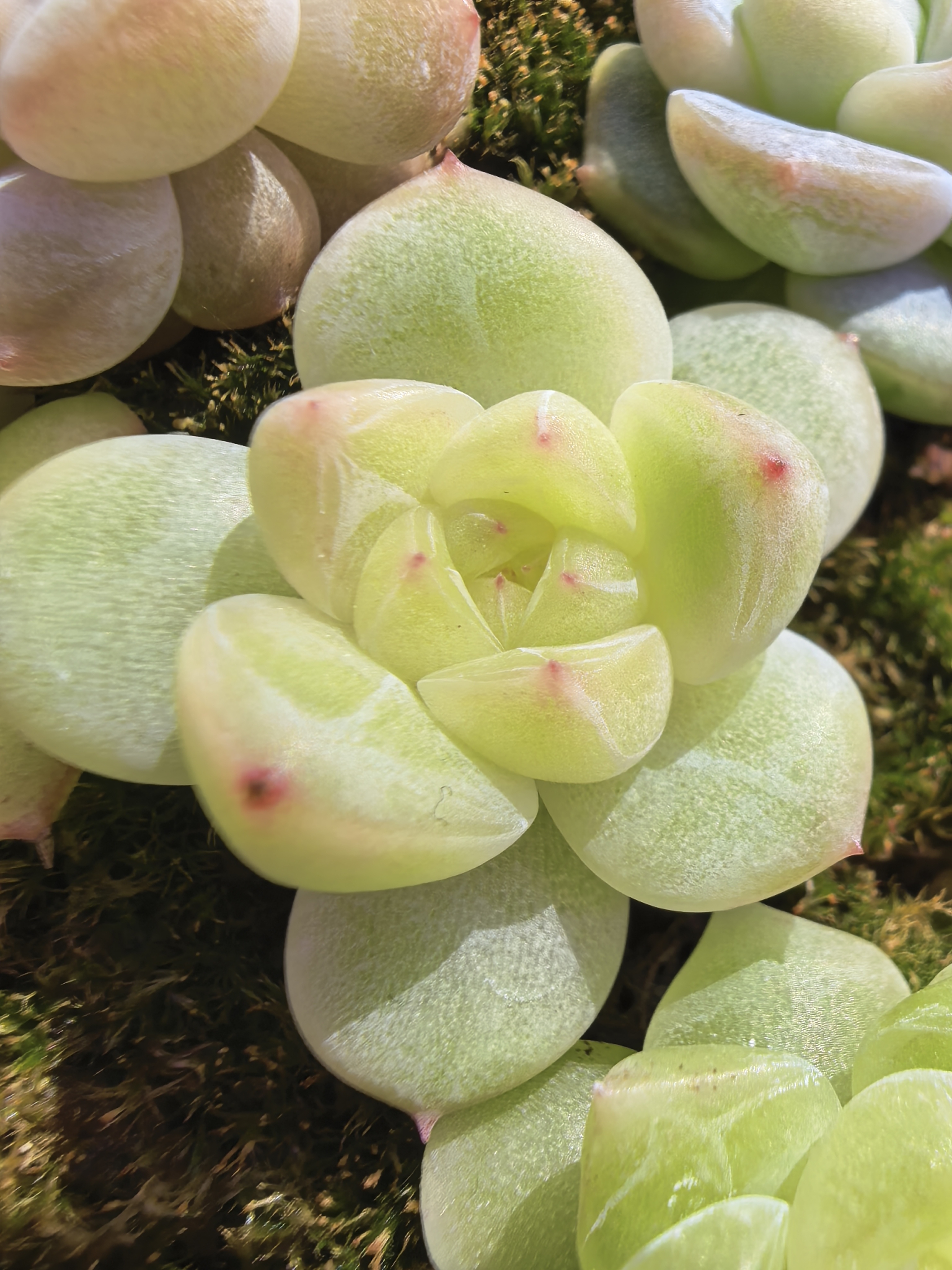 多肉植物好养易活肉肉