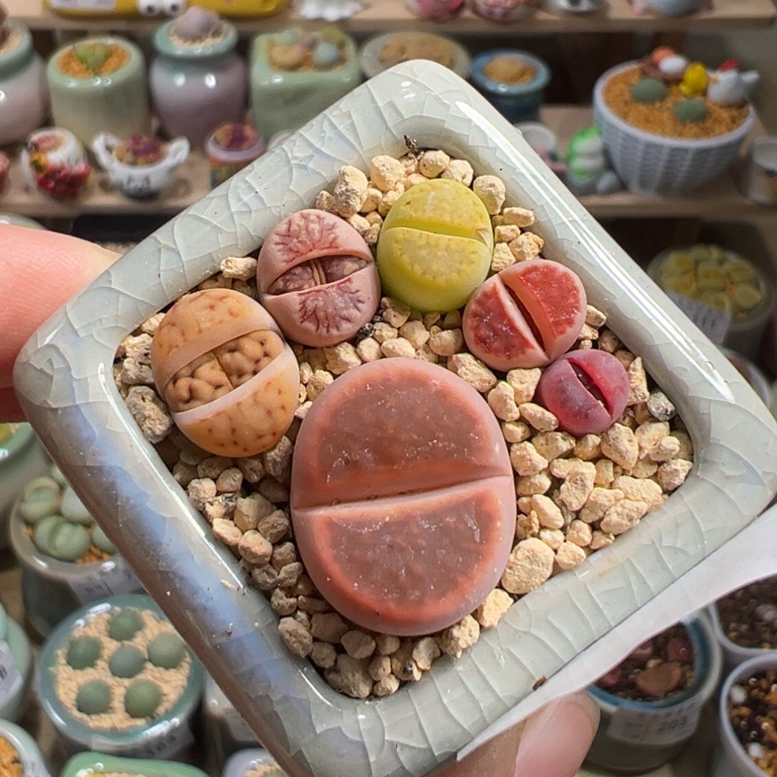 多肉植物206号脚丫子