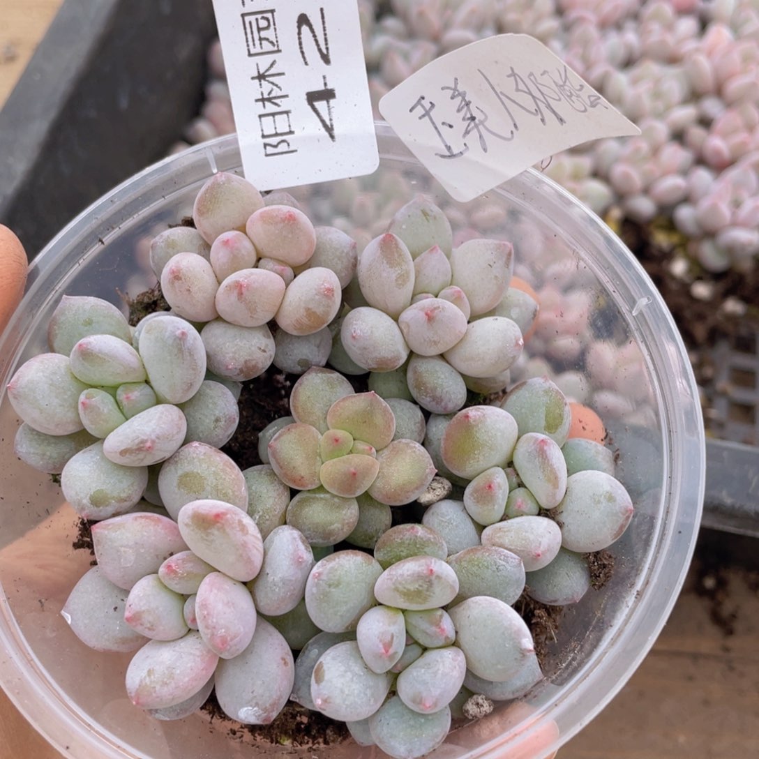 量拍多肉植物多肉植物421