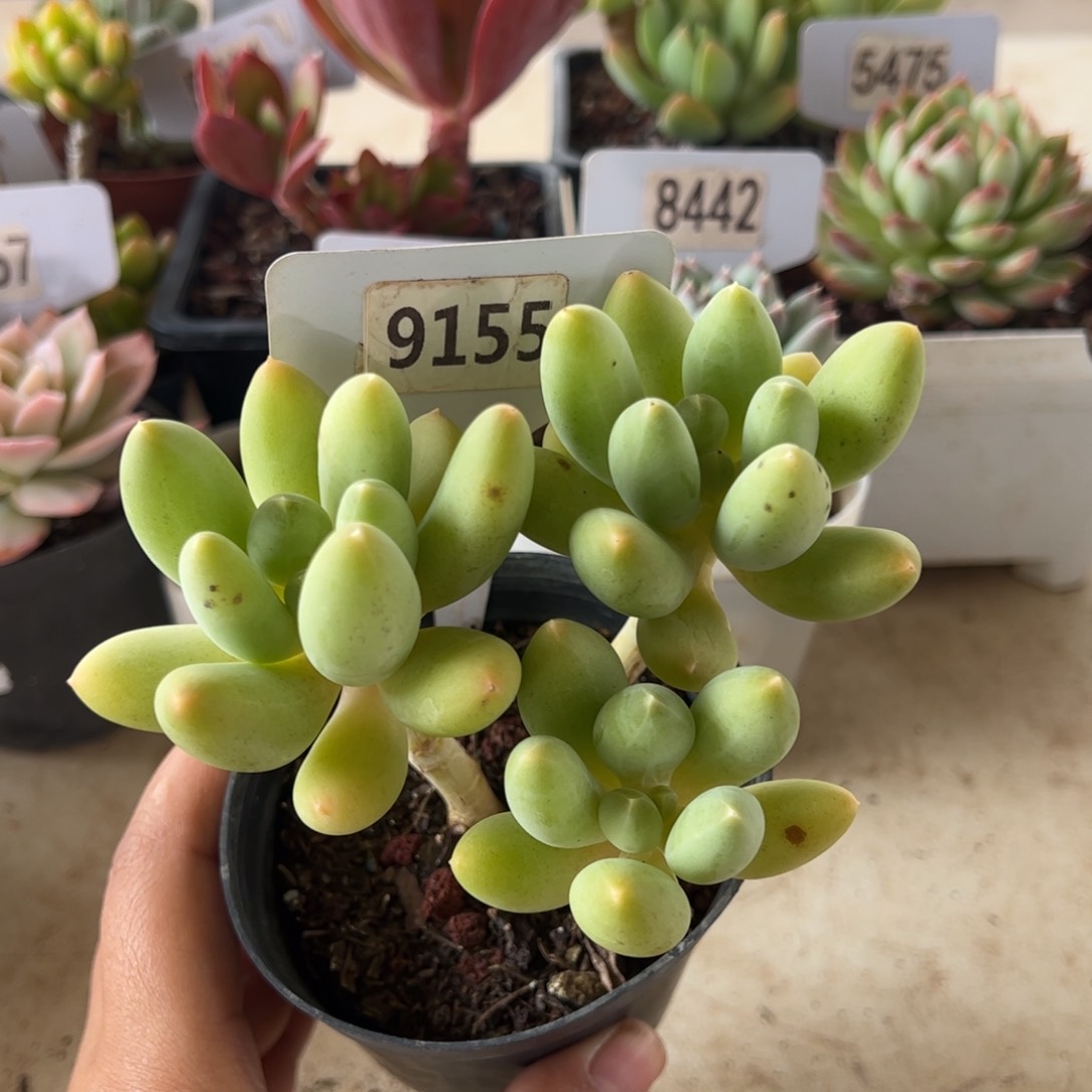 【闪购商品】扶摇果。9155。 1111111