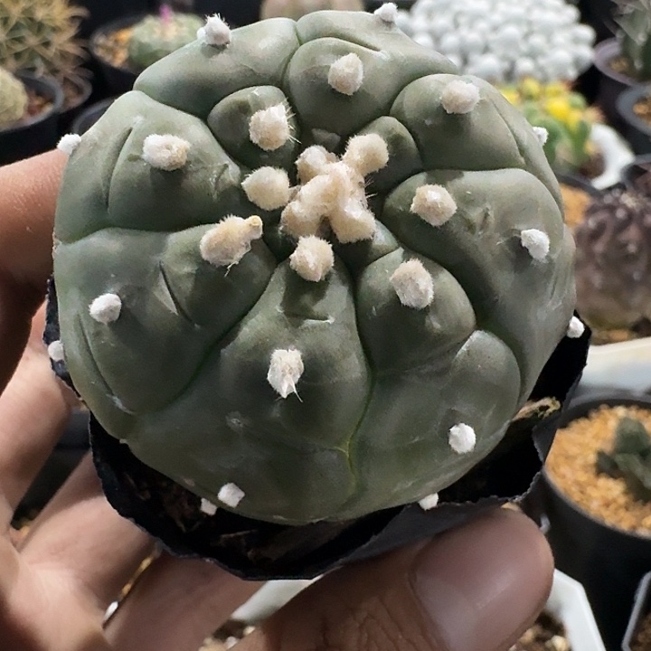 龟甲兜实生仙人球