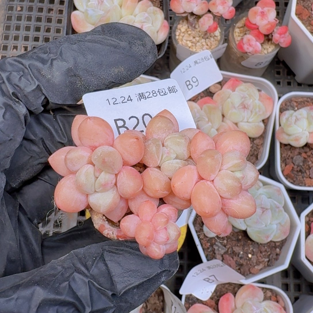 泡泡糖玻璃瓶带瓶发货