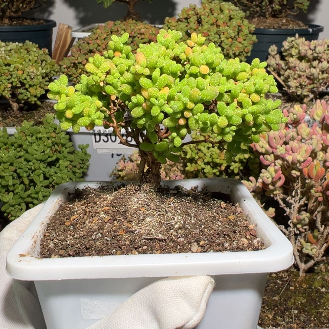 d3190蘑菇云蜜桔糖球