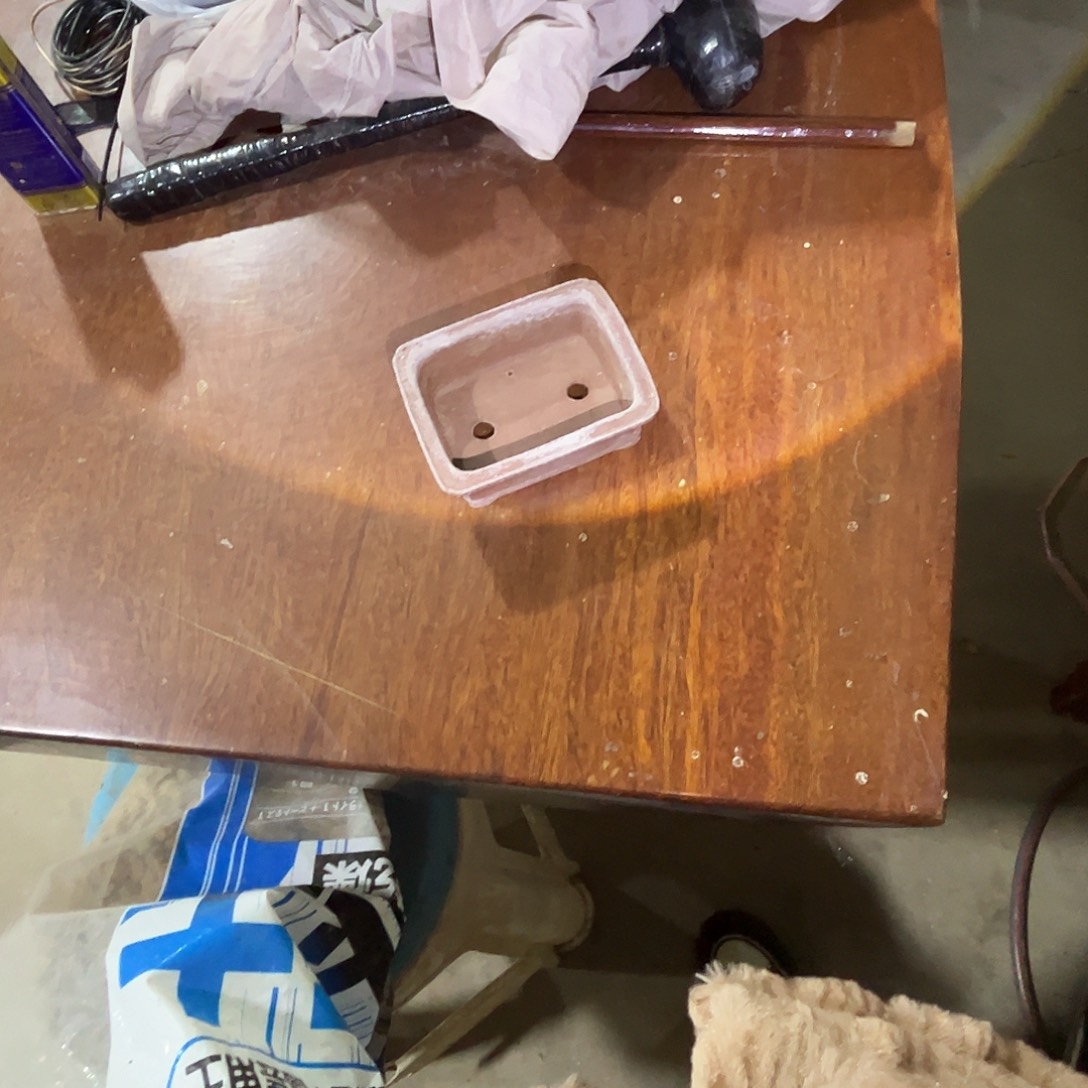 无花朵杂木盆景盆