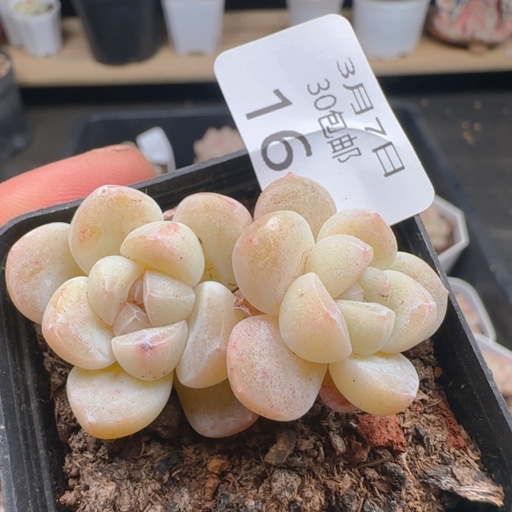 糖心冰玉双头老桩一颗